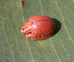 Paropsis deserti