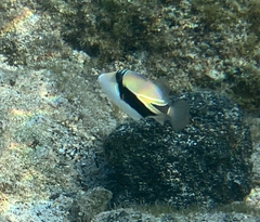 Rhinecanthus rectangulus