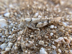 Cibolacris parviceps