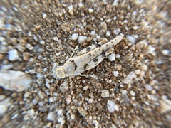 Cibolacris parviceps