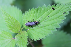 Cantharis obscura