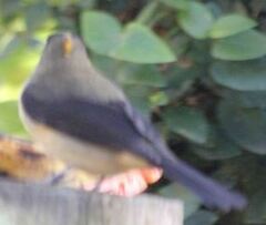 Trichothraupis melanops