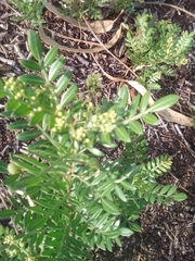 Schinus lentiscifolia