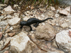 Salamandra atra
