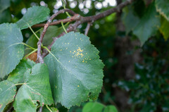 Melampsoridium betulinum