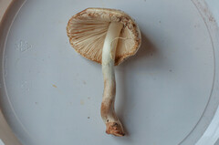 Amanita asteropus