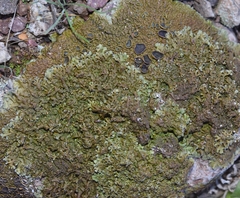 Xanthoparmelia pulla