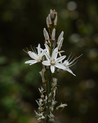 Asphodelus ramosus