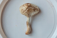 Amanita asteropus