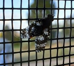 Austrotephritis fuscata