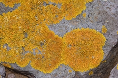 Xanthoria calcicola
