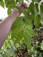 Fraxinus americana