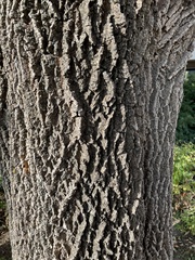 Fraxinus americana