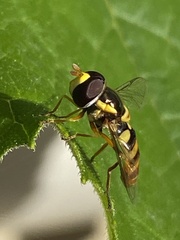 Ischiodon scutellaris