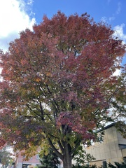 Fraxinus americana