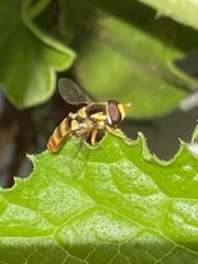 Ischiodon scutellaris