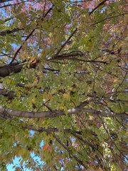 Fraxinus americana