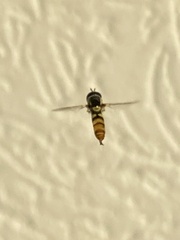 Ischiodon scutellaris