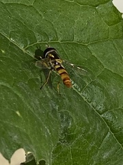 Ischiodon scutellaris