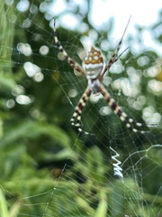 Argiope argentata