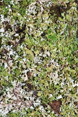 Cladonia foliacea