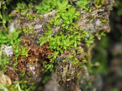 Syntrichia latifolia