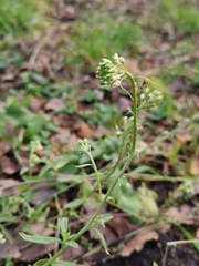 Capsella bursa-pastoris