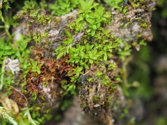 Syntrichia latifolia