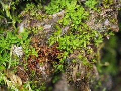 Syntrichia latifolia