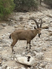Capra nubiana