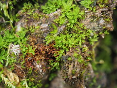 Syntrichia latifolia