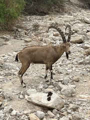 Capra nubiana