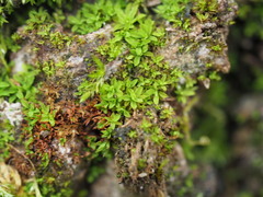 Syntrichia latifolia