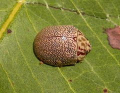 Paropsis deserti