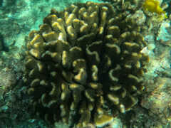 Pocillopora