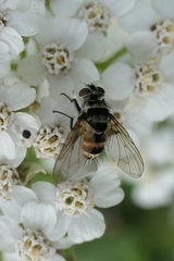 Entomophthorales