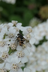 Entomophthorales