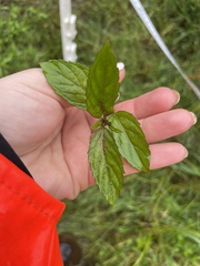 Mentha × piperita