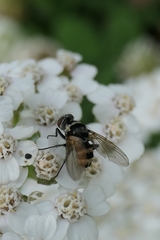 Entomophthorales