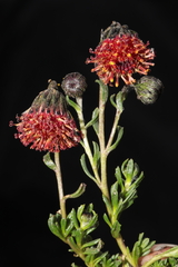 Senecio danai