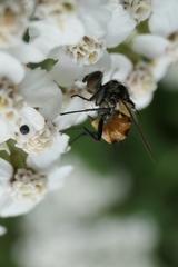 Entomophthorales