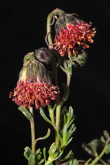 Senecio danai