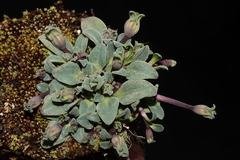 Gentianella peruviana