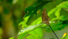 Morpho helenor