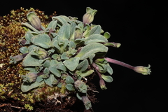 Gentianella peruviana