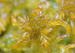 Sphagnum inundatum