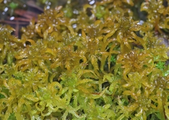 Sphagnum inundatum