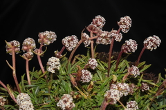 Valeriana pycnantha