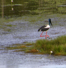 Ephippiorhynchus asiaticus