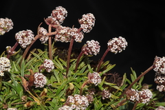 Valeriana pycnantha